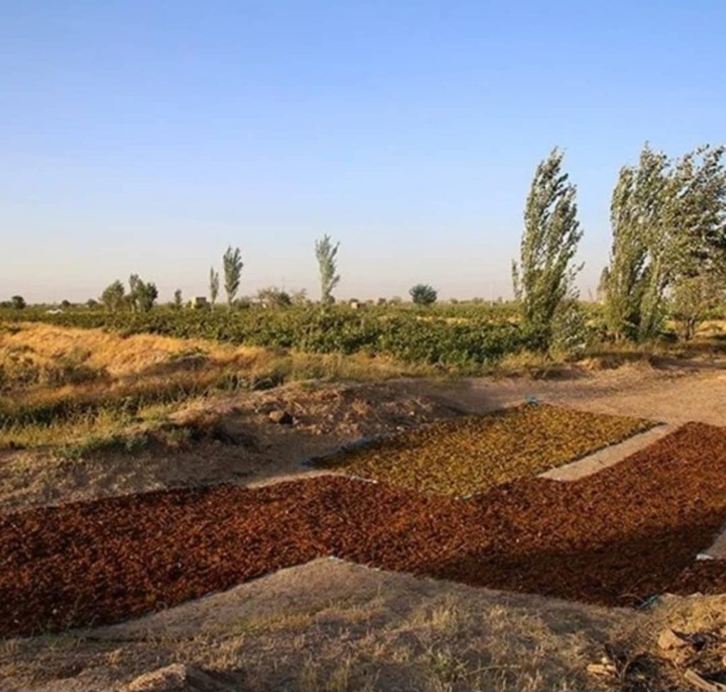 تجارت داخلی و صادرات کشمش و بادام درختی توسعه رایکو تجارت در تهران