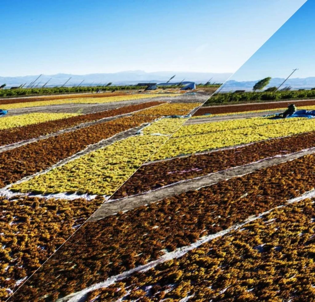 تجارت داخلی و صادرات کشمش و بادام درختی توسعه رایکو تجارت در تهران