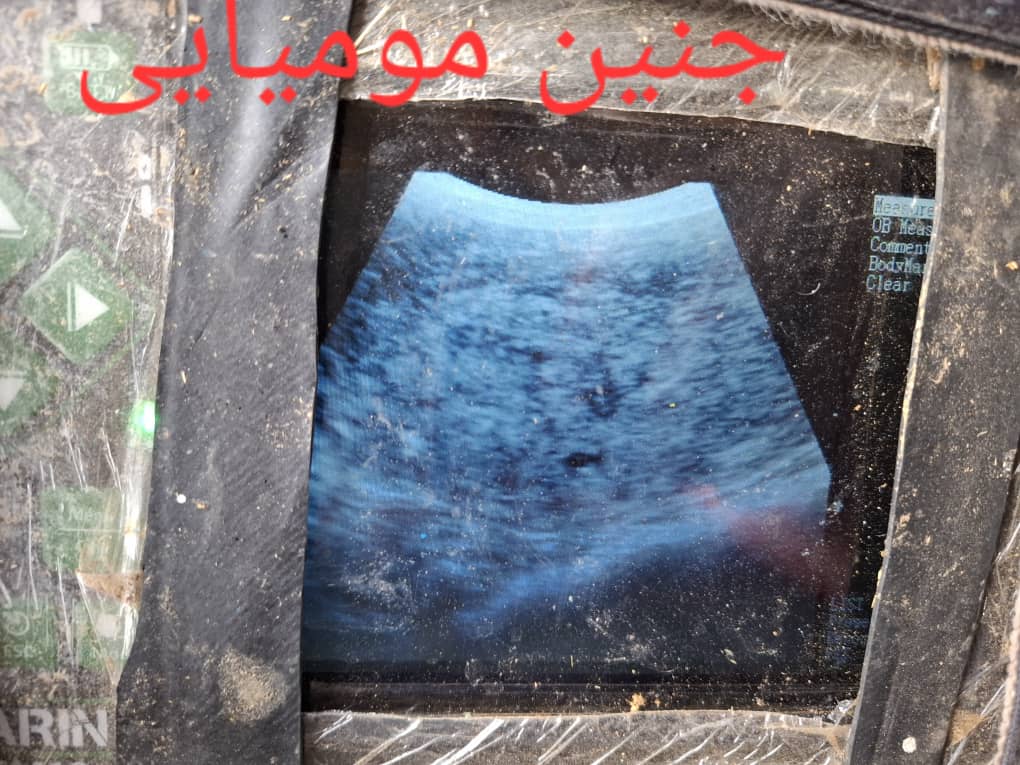 سونوگرافی دام دکتر قاسمی در اصفهان