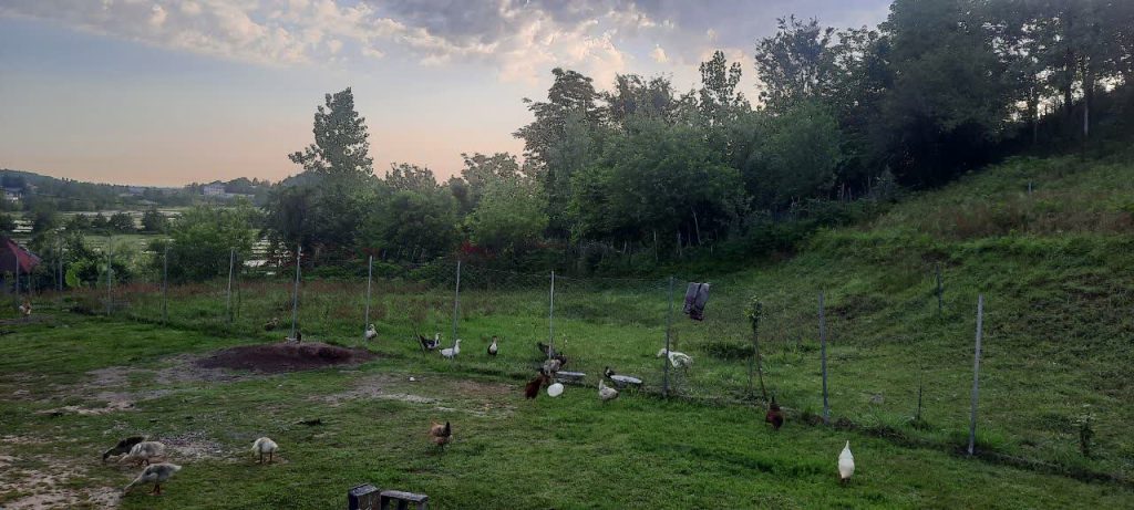 اقامتگاه بومگردی گل یاس در شفت