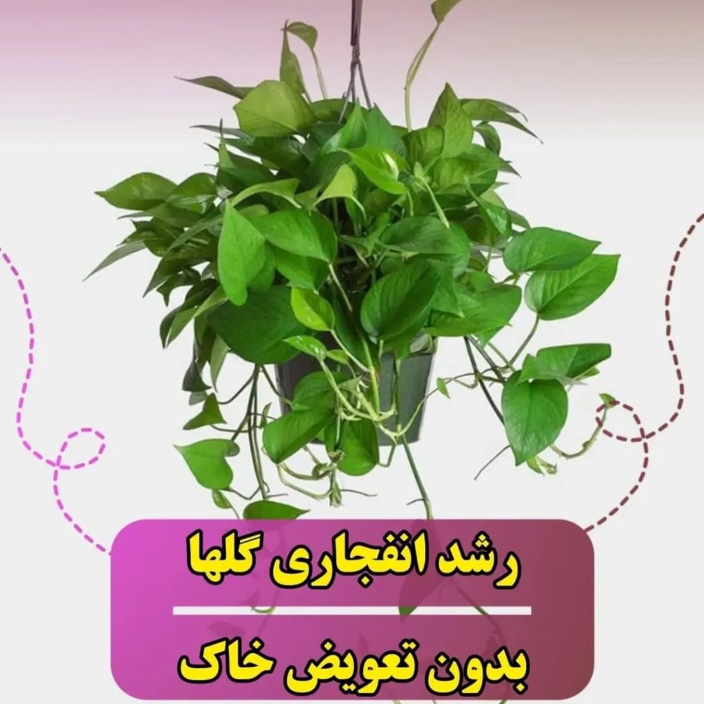 فروش عمده و جزئی قرص کود ارگانیک موسوی در غرب تهران