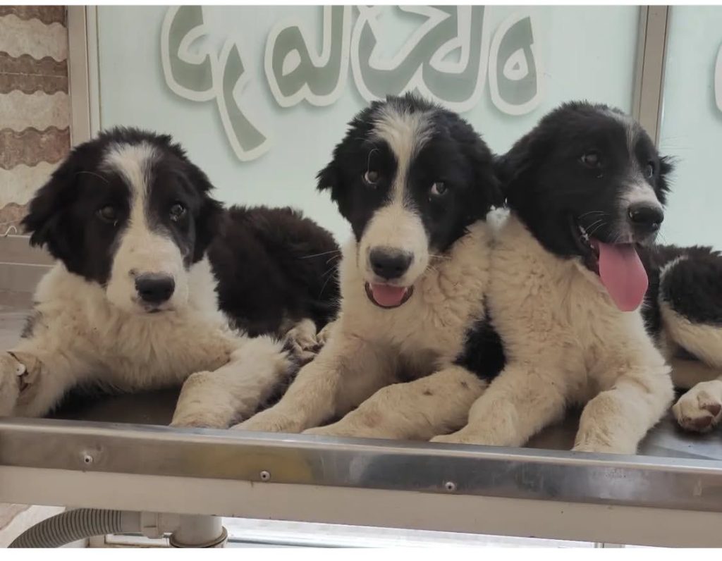 درمانگاه دامپزشکی دکتر هادی در اصفهان