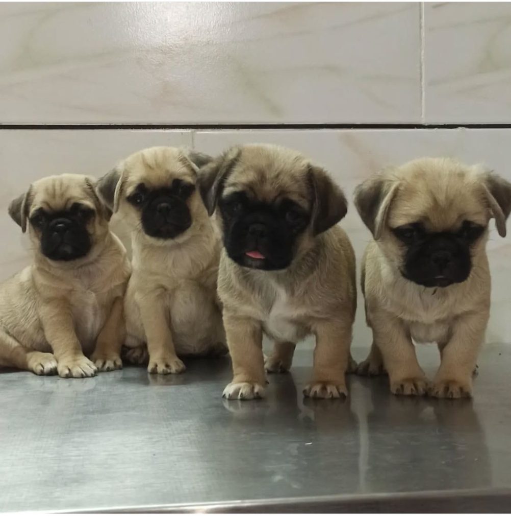 درمانگاه دامپزشکی دکتر هادی در اصفهان