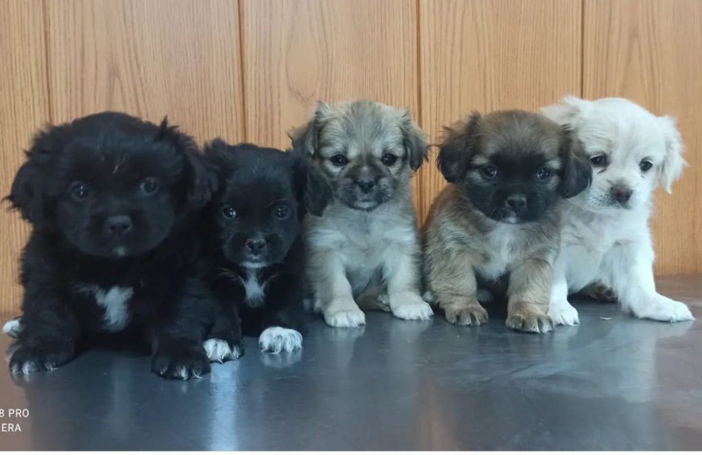 درمانگاه دامپزشکی دکتر هادی در اصفهان