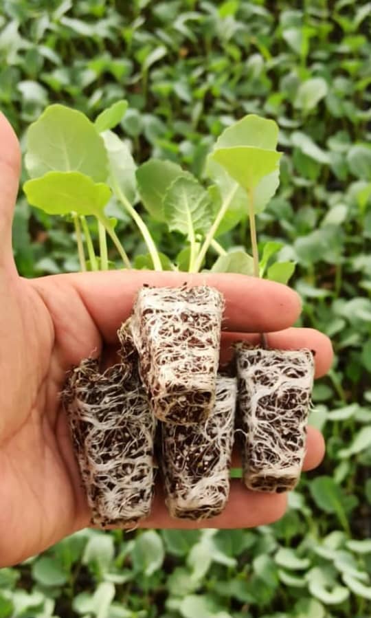 تولید و فروش بذر و نشاء صیفی جات گرین لند پنداربخش در شیراز