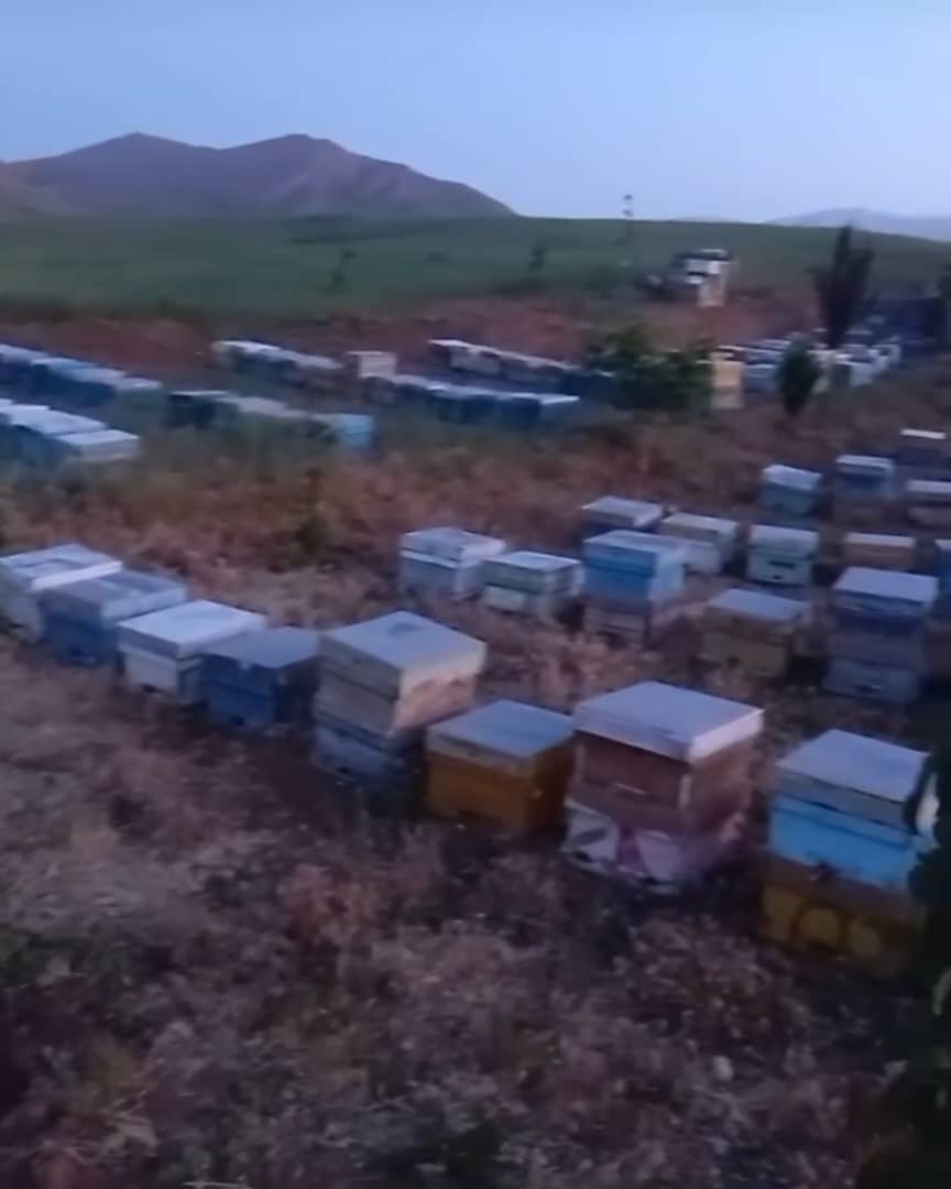 تولید و فروش عسل طبیعی و ژل رویال چشمه پر در الیگودرز