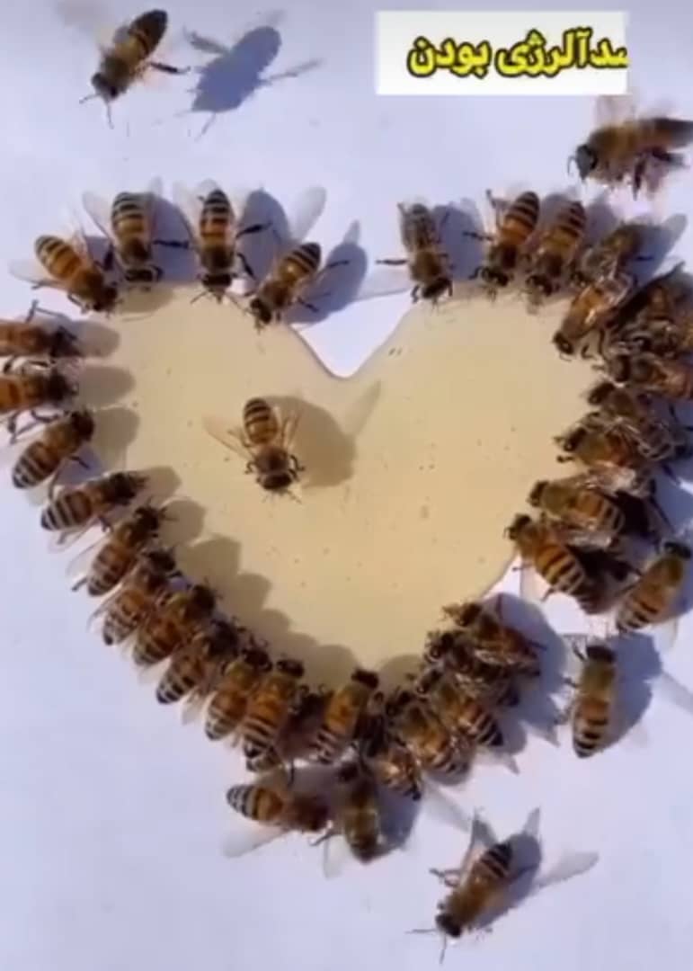 تولید و فروش عسل طبیعی و ژل رویال چشمه پر در الیگودرز