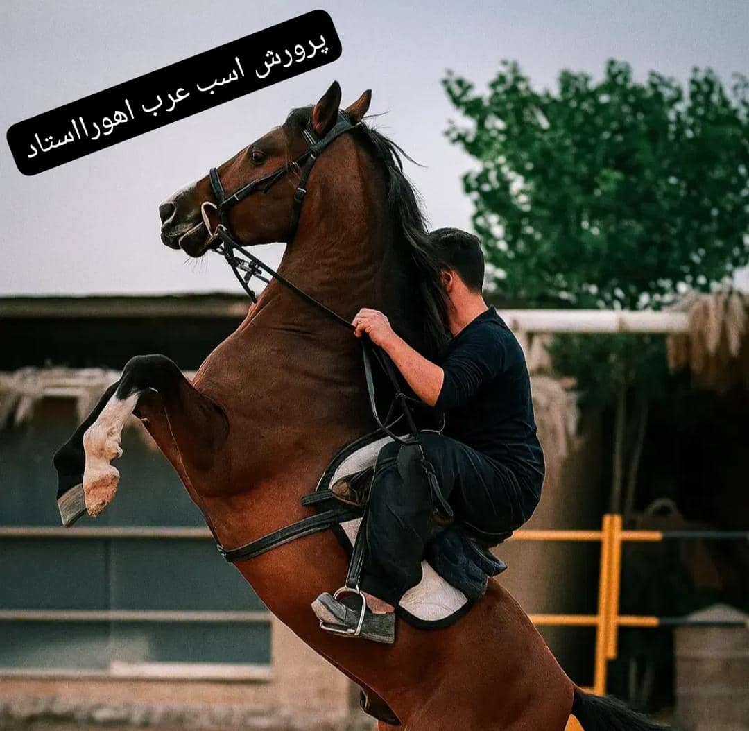 پرورش اسب عرب اهورا استاد در اصفهان