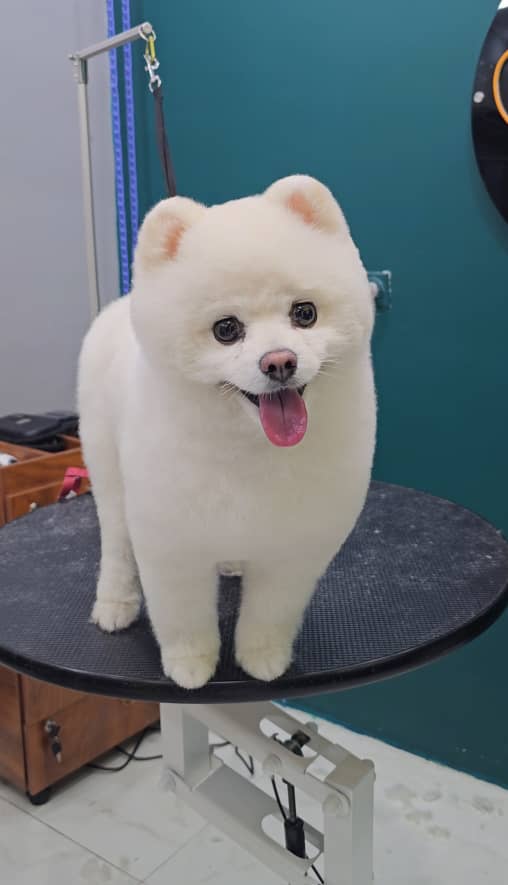 آرایشگر تخصصی حیوانات خانگی سگ و گربه عمو ارس در رشت