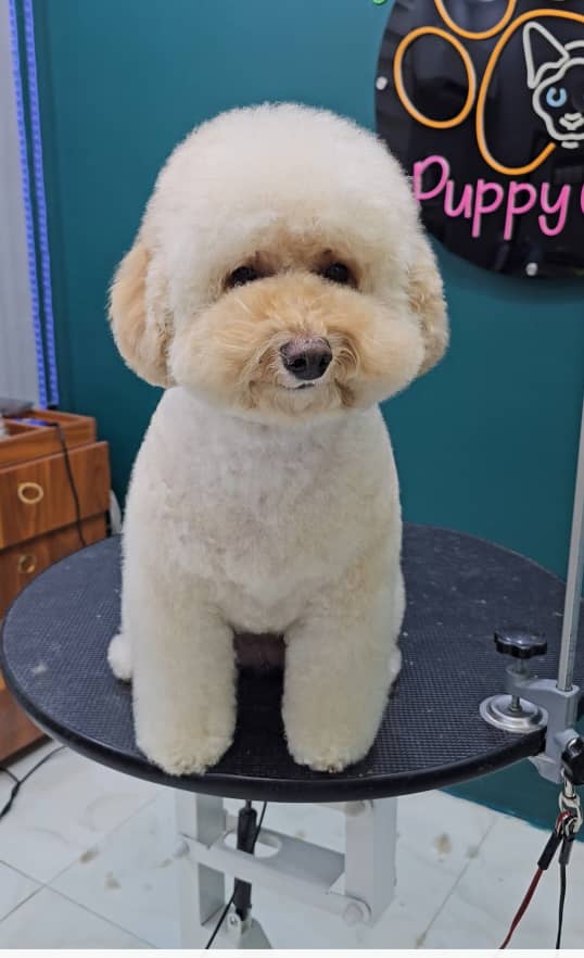 آرایشگر تخصصی حیوانات خانگی سگ و گربه عمو ارس در رشت