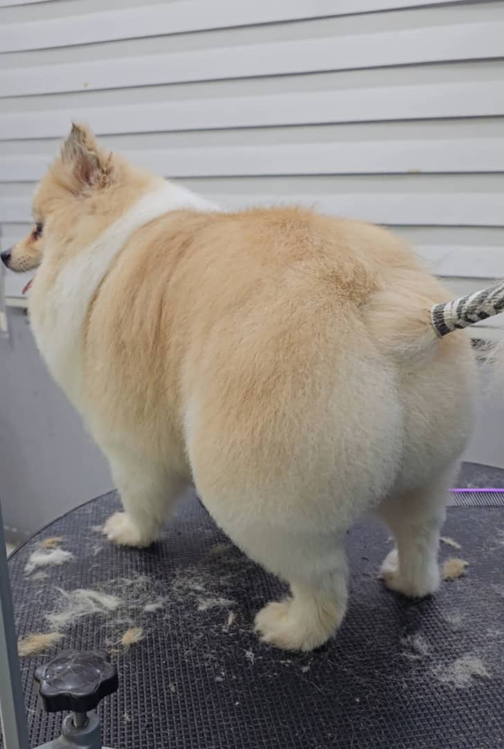 آرایشگر تخصصی حیوانات خانگی سگ و گربه عمو ارس در رشت