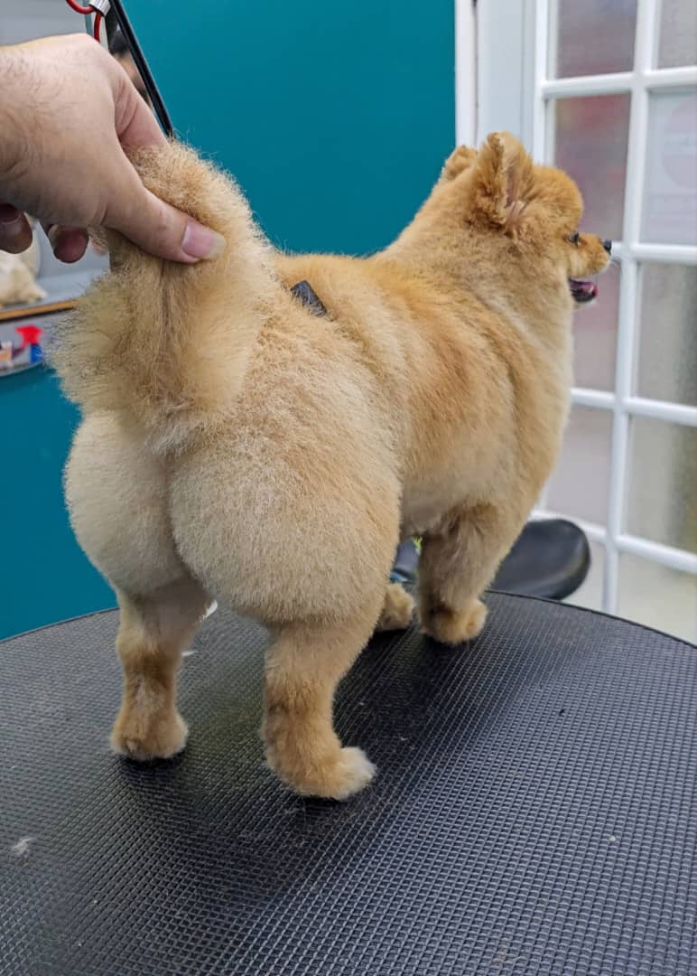 آرایشگر تخصصی حیوانات خانگی سگ و گربه عمو ارس در رشت