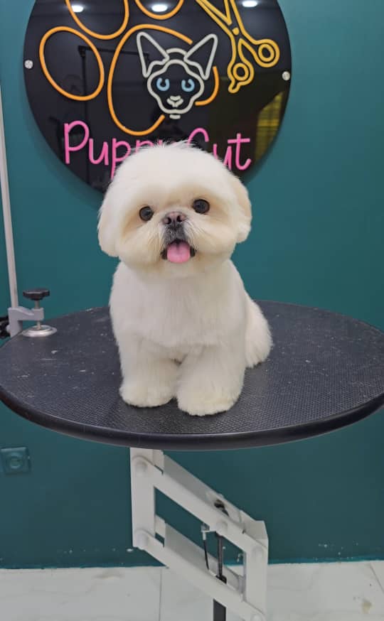 آرایشگر تخصصی حیوانات خانگی سگ و گربه عمو ارس در رشت