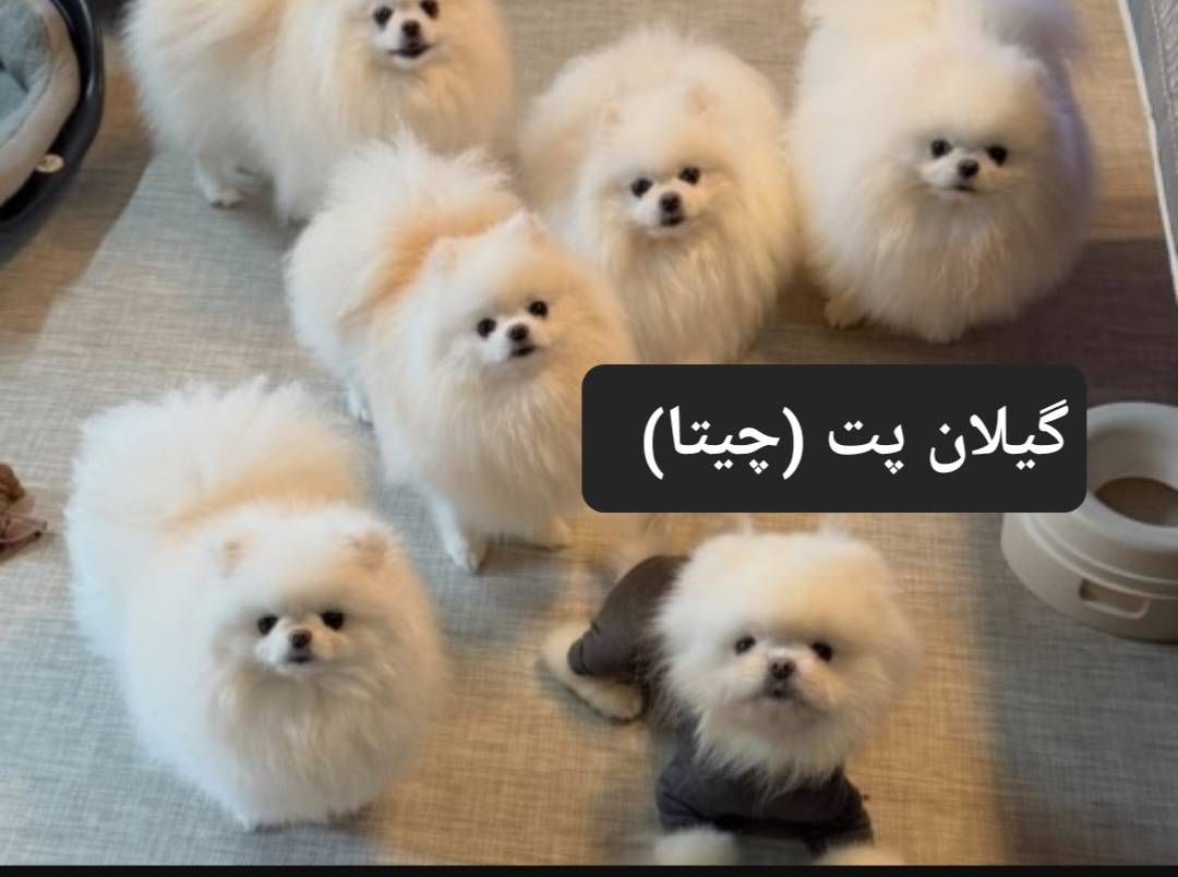 پانسیون حیوانات خانگی گیلان پت چیتا در رشت