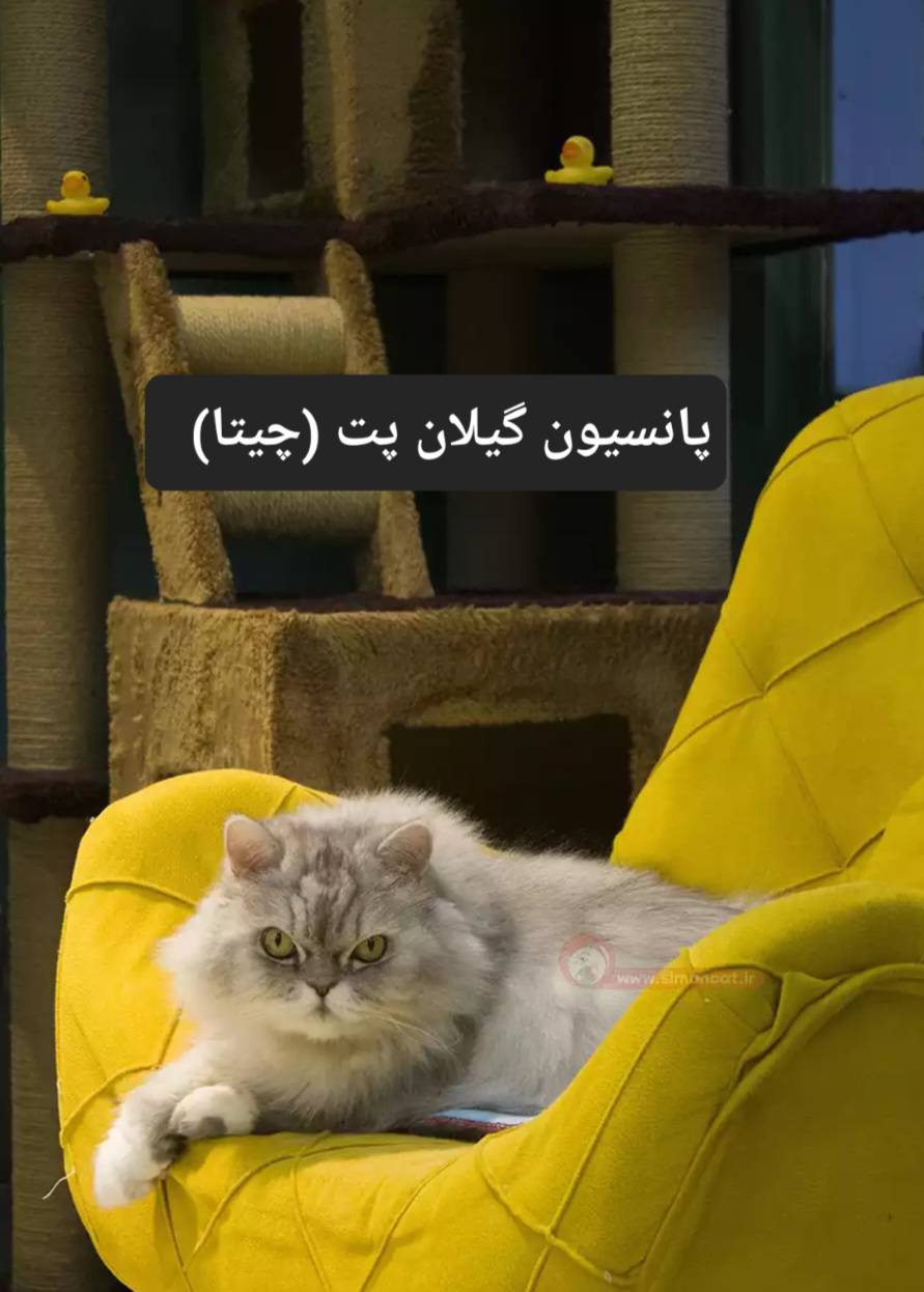 پانسیون حیوانات خانگی گیلان پت چیتا در رشت