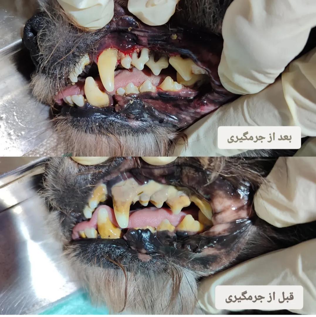 کلینیک دامپزشکی گرند وت در بلوار کسایی شیراز