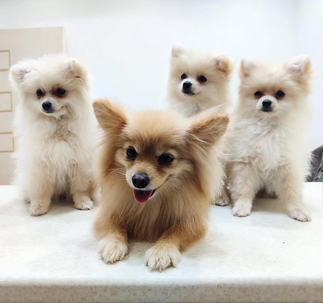 کلینیک دامپزشکی گرند وت در بلوار کسایی شیراز