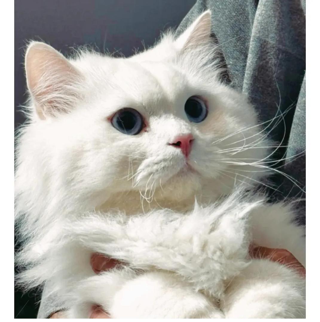 کلینیک دامپزشکی گرند وت در بلوار کسایی شیراز