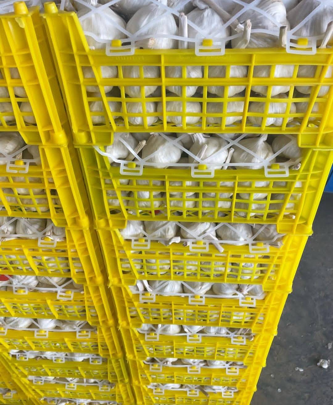 صادرات و تولید سیر آریا سیر سولان بابایی در همدان