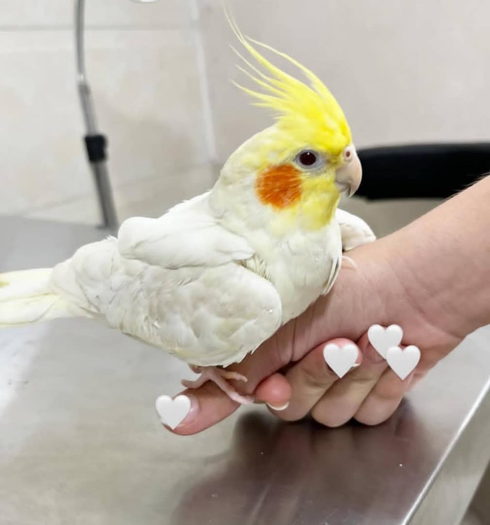 کلینیک دامپزشکی پتیکا در کاشان