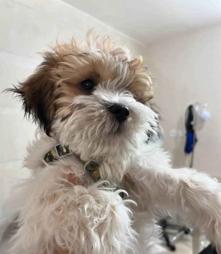 کلینیک دامپزشکی پتیکا در کاشان