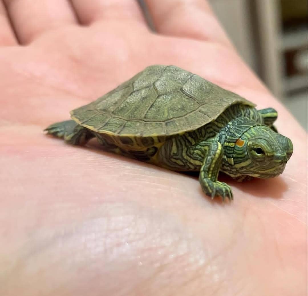 کلینیک دامپزشکی پتیکا در کاشان