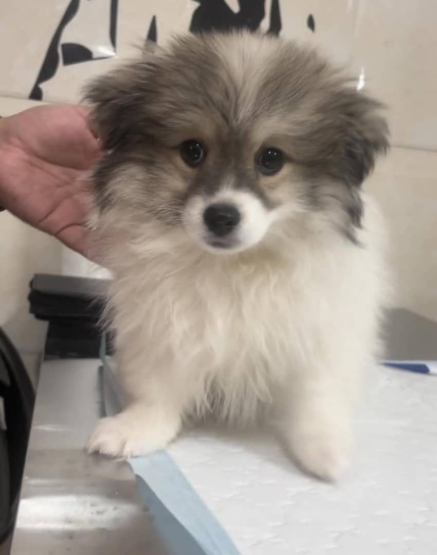 کلینیک دامپزشکی پتیکا در کاشان