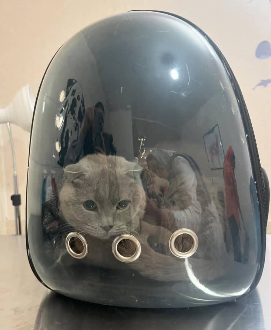 کلینیک دامپزشکی پتیکا در کاشان