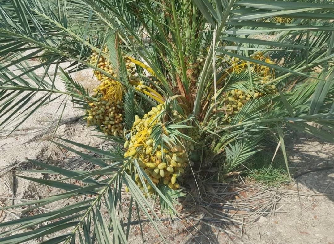 فروش و کاشت پاجوش نخل اصل صفری در زرین دشت