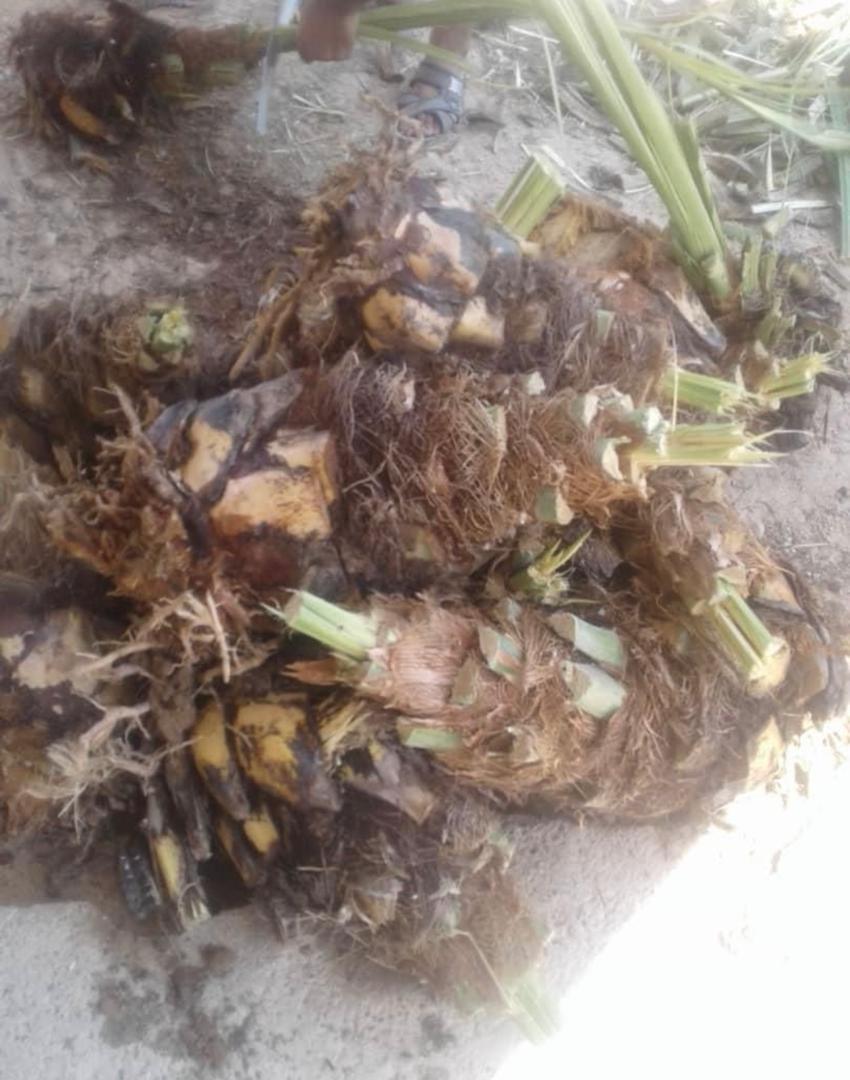 فروش و کاشت پاجوش نخل اصل صفری در زرین دشت