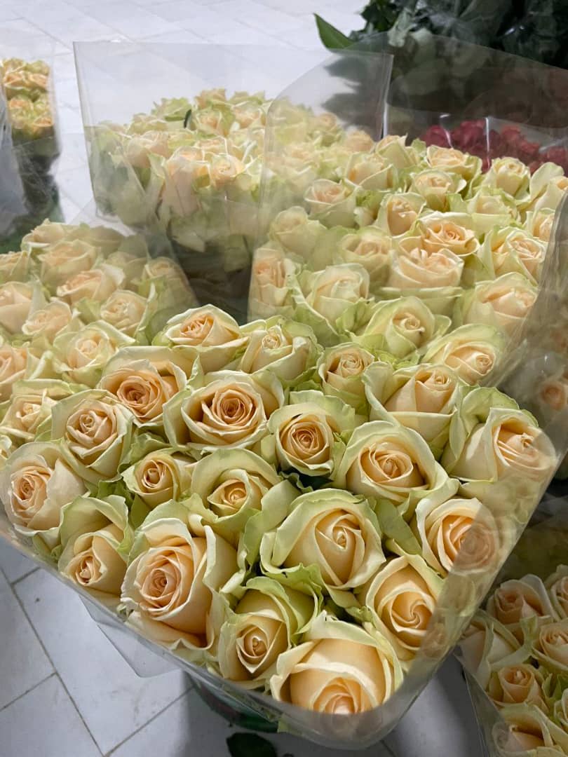 تولیدکننده و فروش گل رز هلندی شاخه بریده سینا رز در تهران