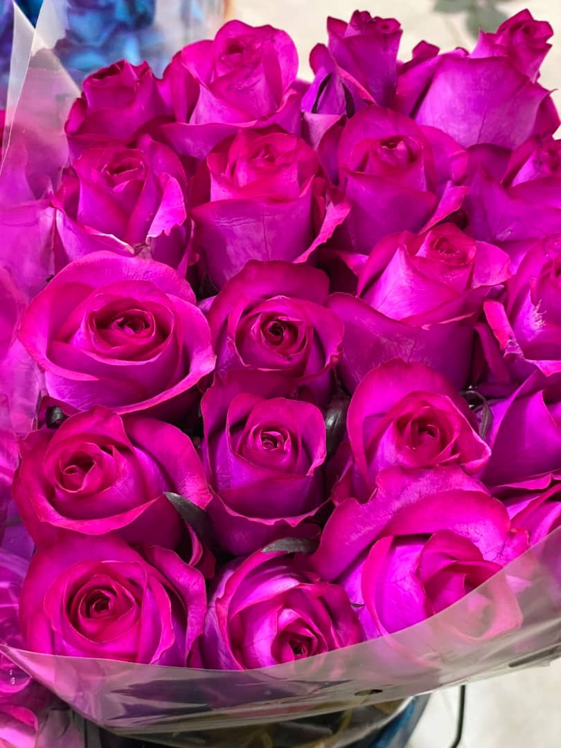 تولیدکننده و فروش گل رز هلندی شاخه بریده سینا رز در تهران