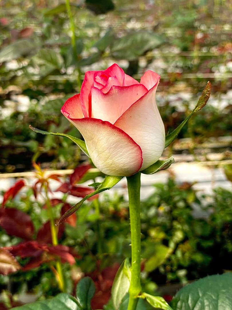 تولیدکننده و فروش گل رز هلندی شاخه بریده سینا رز در تهران