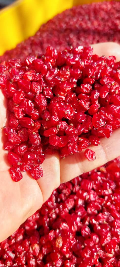 مرکز خرید و فروش عمده زرشک و خشکبار زرکار در بیرجند