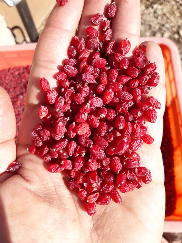 مرکز خرید و فروش عمده زرشک و خشکبار زرکار در بیرجند