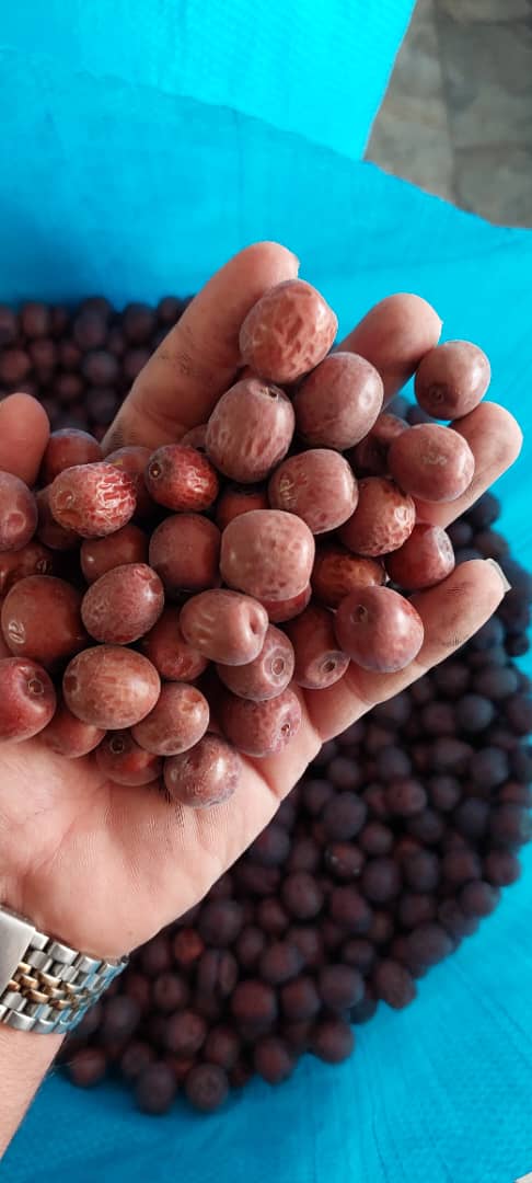 مرکز خرید و فروش عمده زرشک و خشکبار زرکار در بیرجند