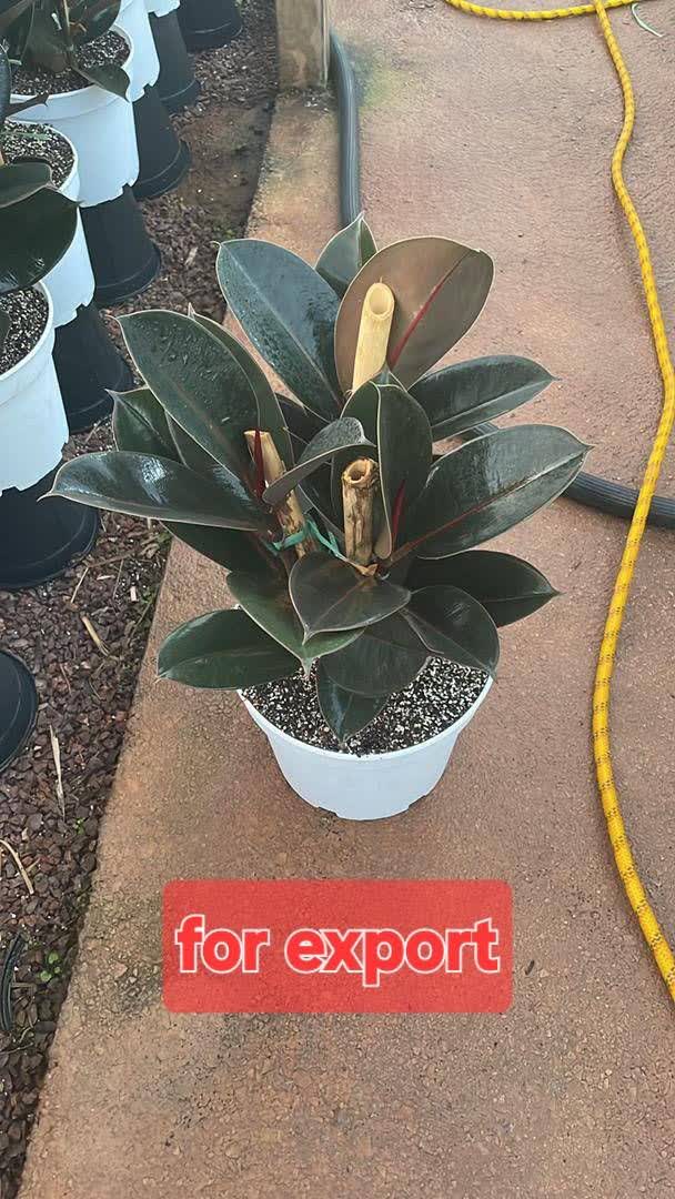 تولید و فروش گل شاخه بریده و آپارتمانی چارفصل کرمی اصفهان