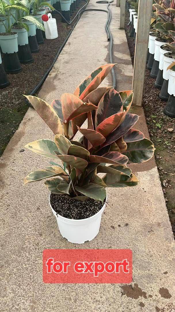 تولید و فروش گل شاخه بریده و آپارتمانی چارفصل کرمی اصفهان