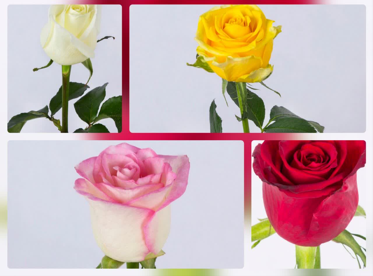 تولید و فروش گل شاخه بریده و آپارتمانی چارفصل کرمی اصفهان