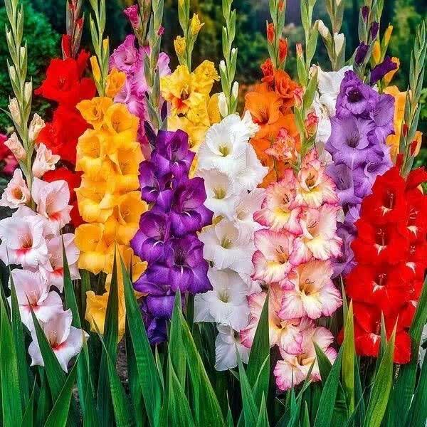 تولید و فروش گل شاخه بریده و آپارتمانی چارفصل کرمی اصفهان