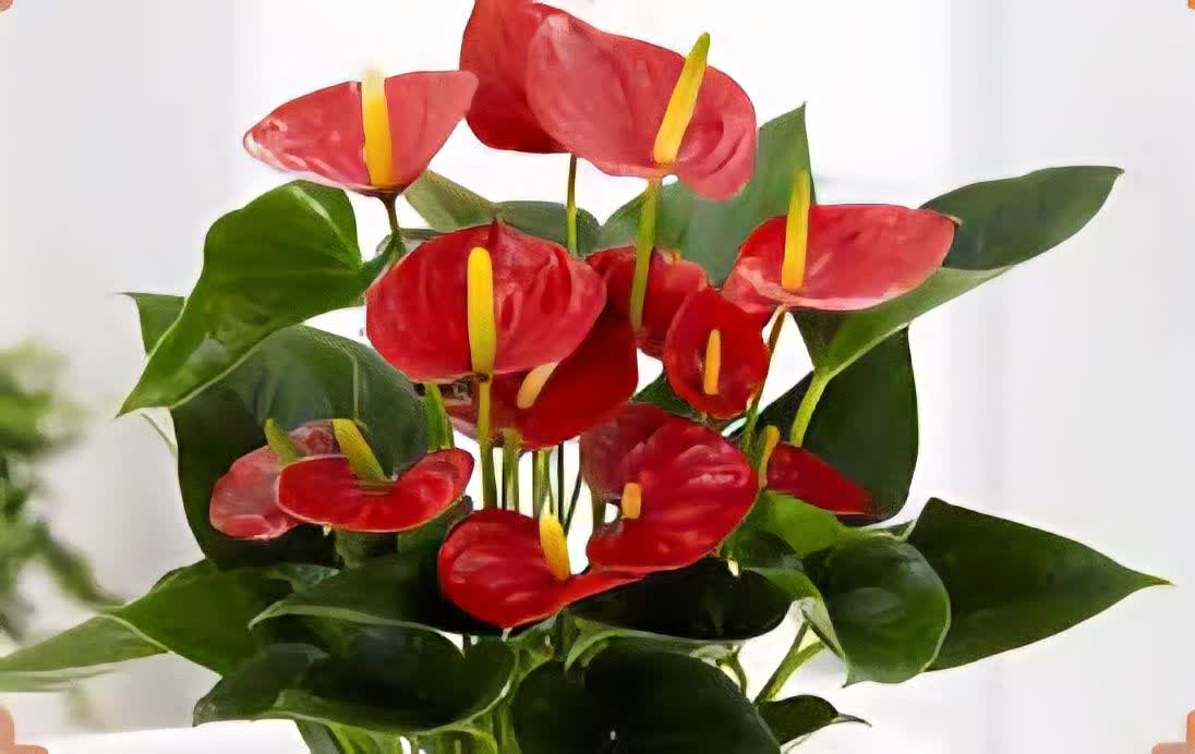 تولید و فروش گل شاخه بریده و آپارتمانی چارفصل کرمی اصفهان