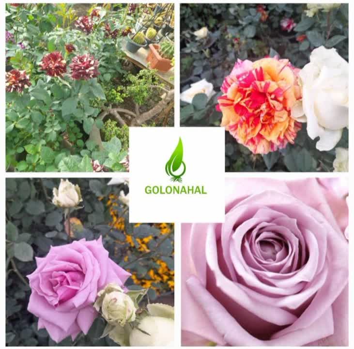 تولید و فروش گل شاخه بریده و آپارتمانی چارفصل کرمی اصفهان