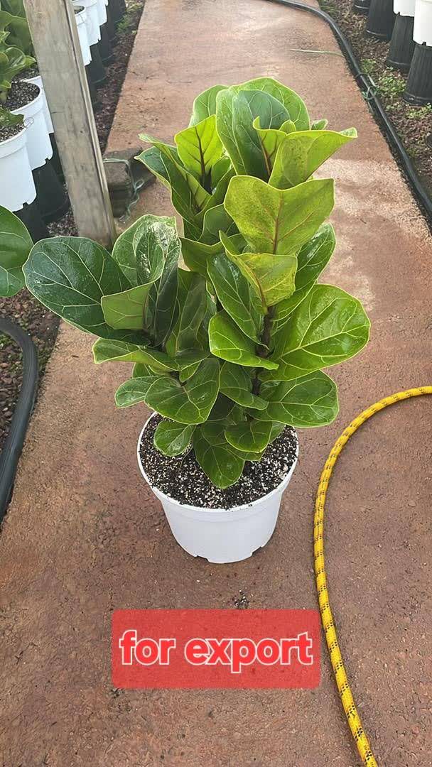 تولید و فروش گل شاخه بریده و آپارتمانی چارفصل کرمی اصفهان