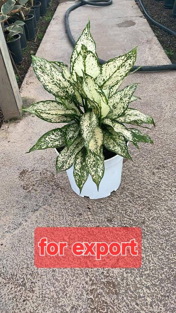 تولید و فروش گل شاخه بریده و آپارتمانی چارفصل کرمی اصفهان