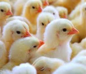 فروش جوجه یکروزه گوشتی شرکت صومعه جوجه گیلان محمدپور در صومعه سرا