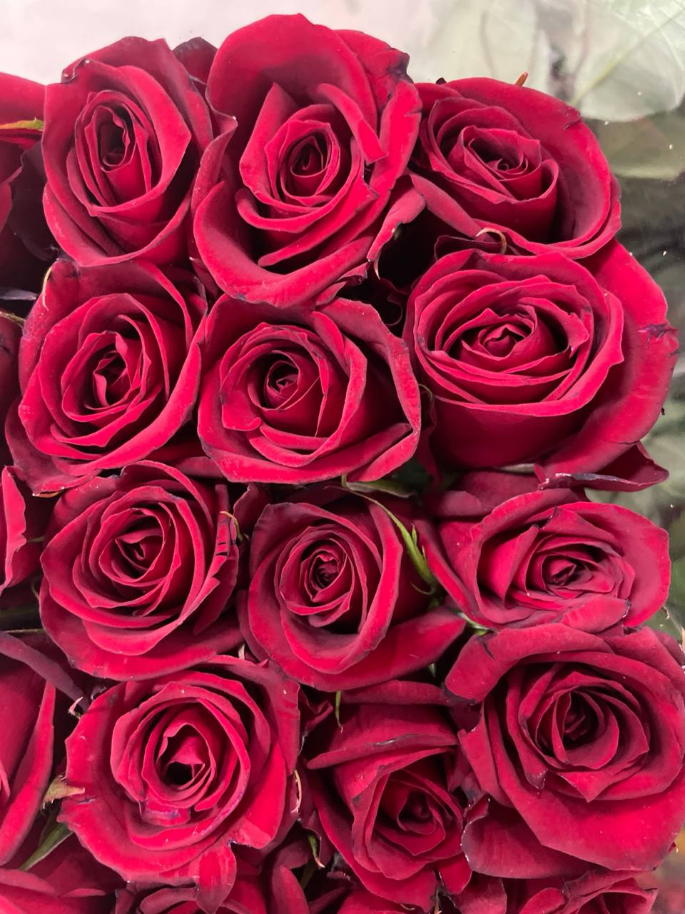 تولیدکننده و فروش گل رز هلندی شاخه بریده سینا رز در همدان