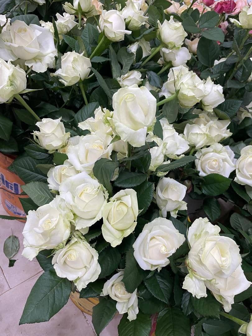 تولیدکننده و فروش گل رز هلندی شاخه بریده سینا رز در همدان