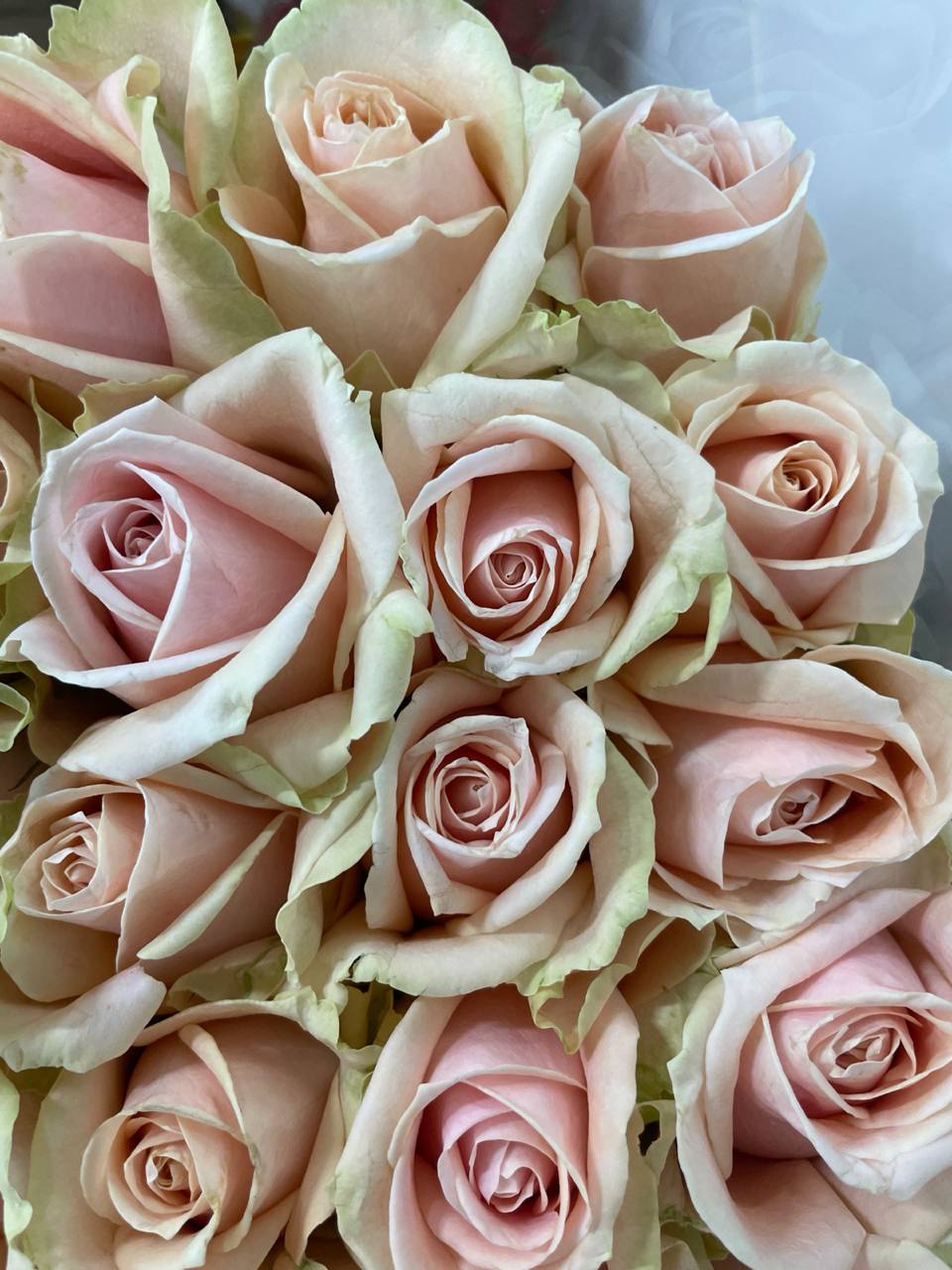 تولیدکننده و فروش گل رز هلندی شاخه بریده سینا رز در همدان