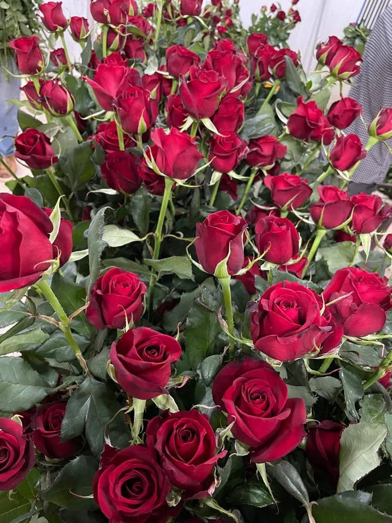 تولیدکننده و فروش گل رز هلندی شاخه بریده سینا رز در همدان