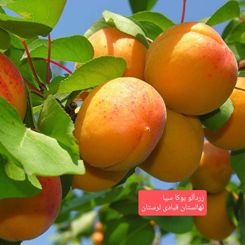 تولید و فروش نهال مثمر و غیر مثمر شناسنامه دار قبادی در خرم آباد